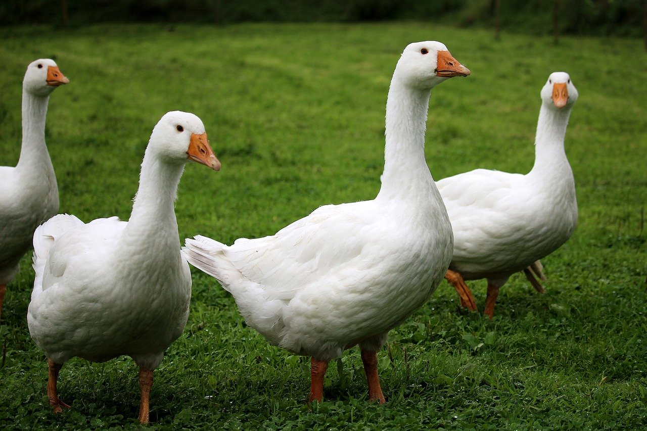 Gänse Altenroth